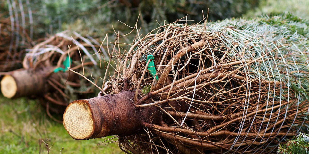 Christbaum-Dieb in Neusäß verrät sich durch Baumharz an den Händen