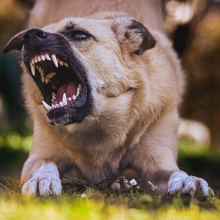Rentnerin in Neusäß von herrenlosen Hund angefallen und gebissen - Polizei sucht Zeugen 