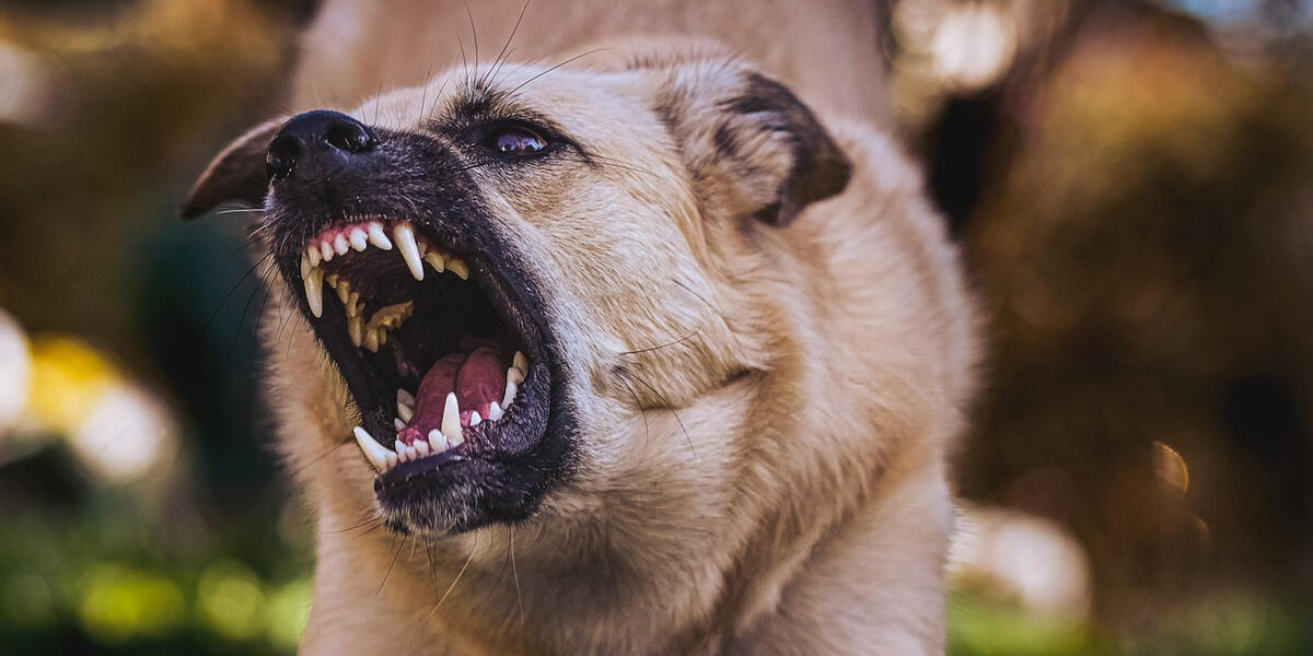Rentnerin in Neusäß von herrenlosen Hund angefallen und gebissen - Polizei sucht Zeugen