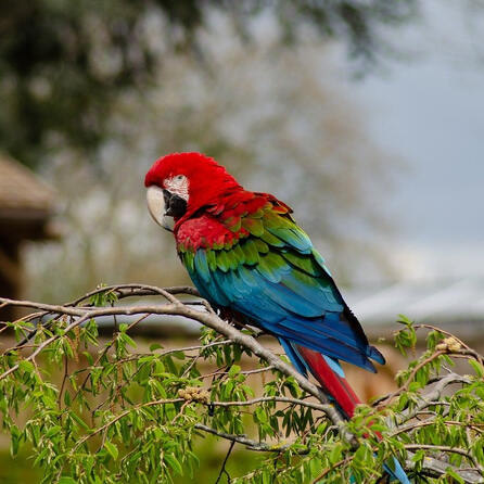 Vogelgrippe in Augsburger Zoo nachgewiesen