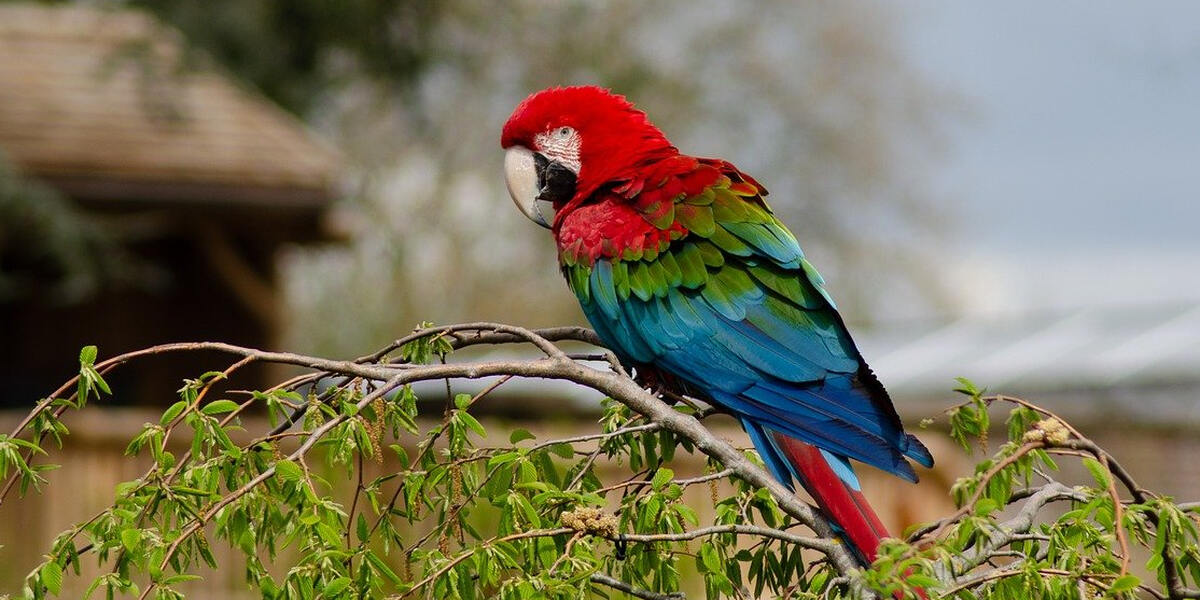 Vogelgrippe in Augsburger Zoo nachgewiesen