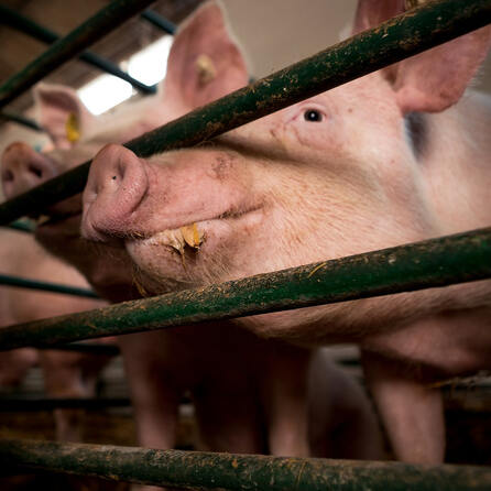 Schweineschlachtungen in Augsburg gestoppt: Veterinäramt beanstandet Tierschutzverstöße