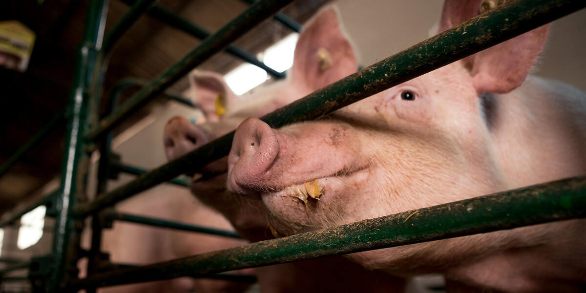 Schweineschlachtungen in Augsburg gestoppt: Veterinäramt beanstandet Tierschutzverstöße