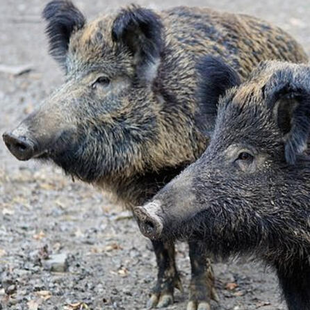 In Gundesldorf auf der Flucht: Wildschweine in Häusern und Gärten