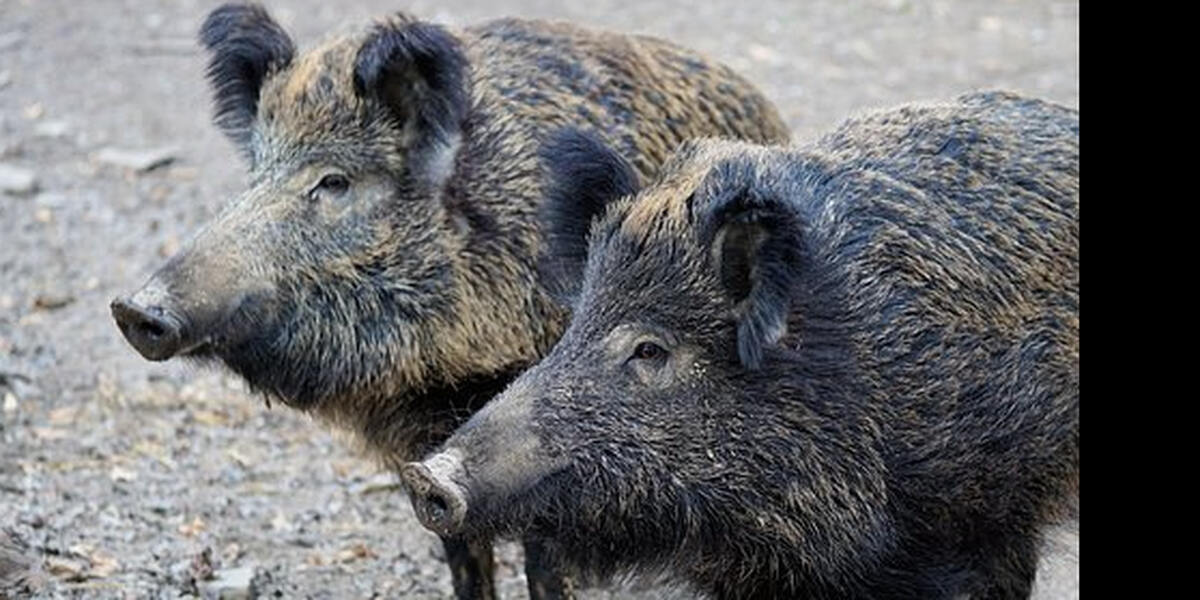In Gundesldorf auf der Flucht: Wildschweine in Häusern und Gärten