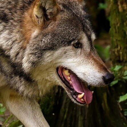 Wolfsspuren in der Nähe von Stötten bei Marktoberdorf