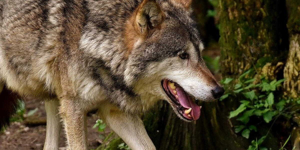 Wolfsspuren in der Nähe von Stötten bei Marktoberdorf