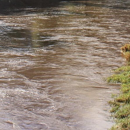Taucher siedeln erfolgreich Bachmuscheln in Donauwörth um