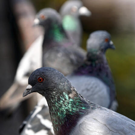Wer klaut Zuchttauben? 20 Vögel werden in Donauwörth vermisst