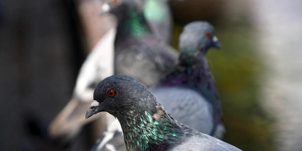Wer klaut Zuchttauben? 20 Vögel werden in Donauwörth vermisst