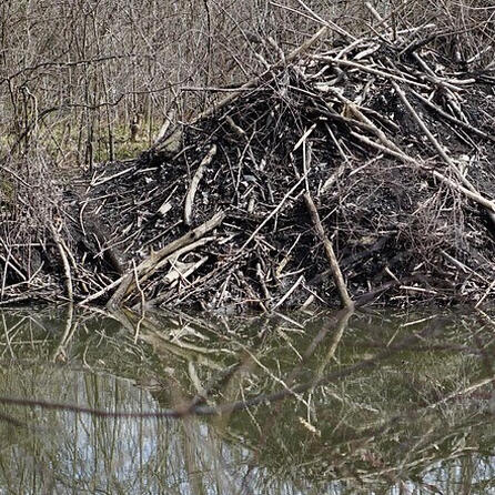 Neue Biber-Allgemeinverfügung im Oberallgäu