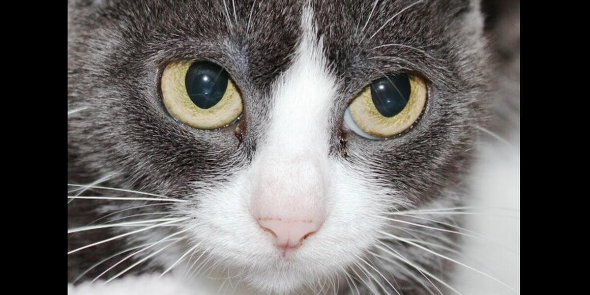 Immenhofen: Kater misshandelt?