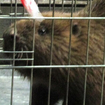 BN klagt in Augsburg auch gegen zweite oberallgäuer Biber-Allgemeinverfügung 