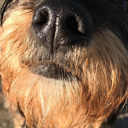 Bürgerentscheid: Lamerdingen bleibt ohne Hundetoiletten