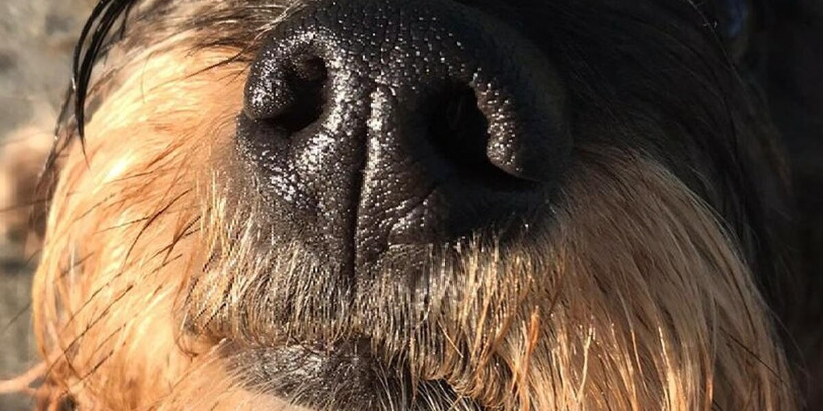 Bürgerentscheid: Lamerdingen bleibt ohne Hundetoiletten