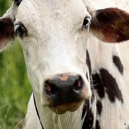 30 Rinder tot: Nächster Tierschutzskandal im Allgäu