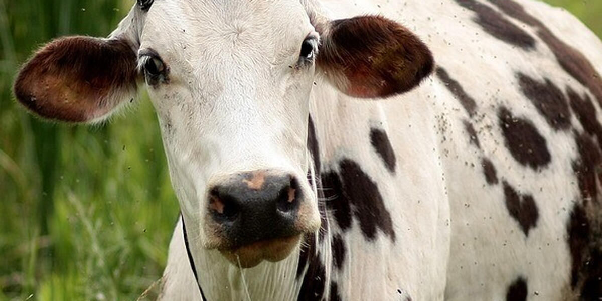 30 Rinder tot: Nächster Tierschutzskandal im Allgäu