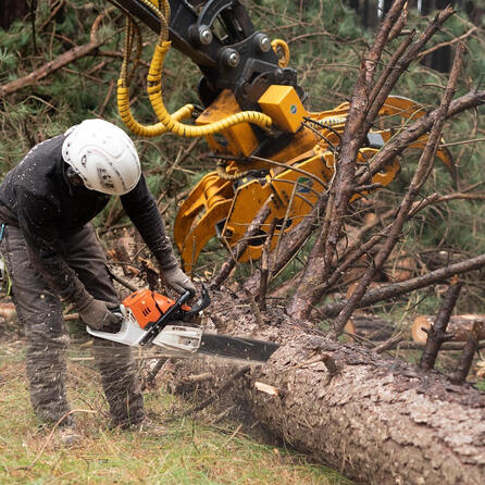 Baumpflegemaßnahmen im Augsburger Stadtwald - Siebenbrunn und Haunstetten teils gesperrt
