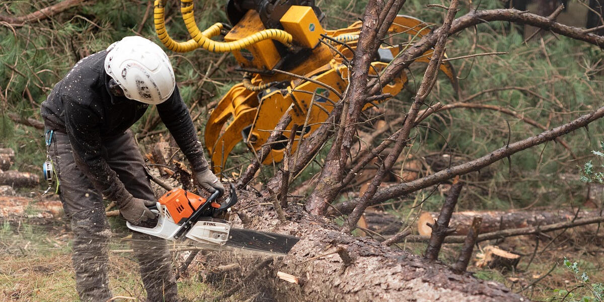 Baumpflegemaßnahmen im Augsburger Stadtwald - Siebenbrunn und Haunstetten teils gesperrt
