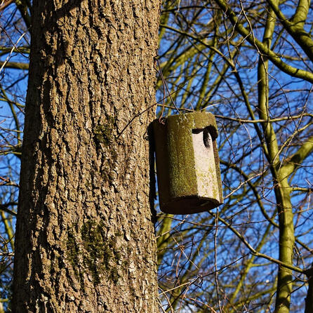 Brutsaison im Kreis Aichach/Friedberg kann beginnen - Vogelschützer haben 800 Nistkästen auf Vordermann gebracht