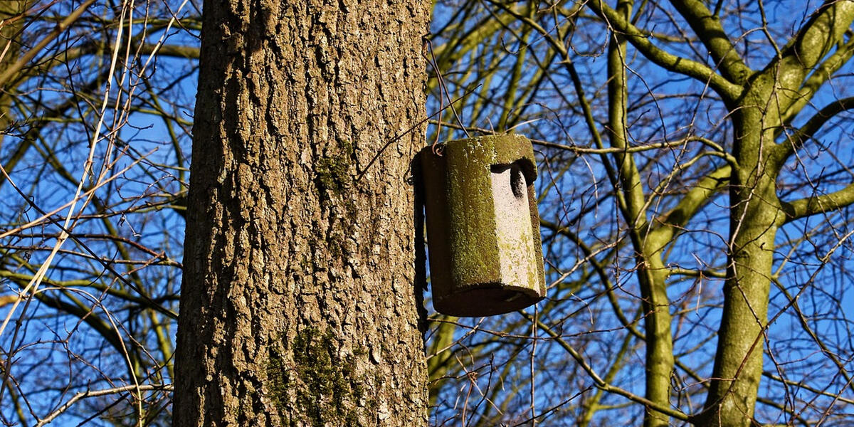 Brutsaison im Kreis Aichach/Friedberg kann beginnen - Vogelschützer haben 800 Nistkästen auf Vordermann gebracht