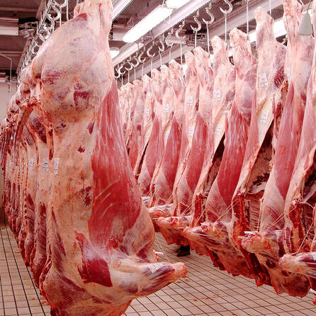 Augsburger Schlachthof investiert in neue Betäubungsanlage für Schweine