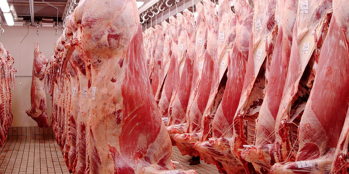 Augsburger Schlachthof investiert in neue Betäubungsanlage für Schweine