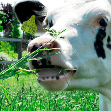 Tierschutz-Demo in Bad Grönenbach: Protest gegen mutmaßliche Tierquälerei