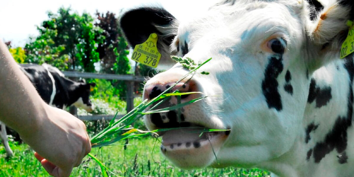 Tierschutz-Demo in Bad Grönenbach: Protest gegen mutmaßliche Tierquälerei
