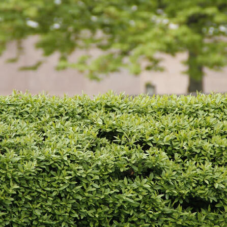 Ärger für Königsbrunn wegen einer Hecke