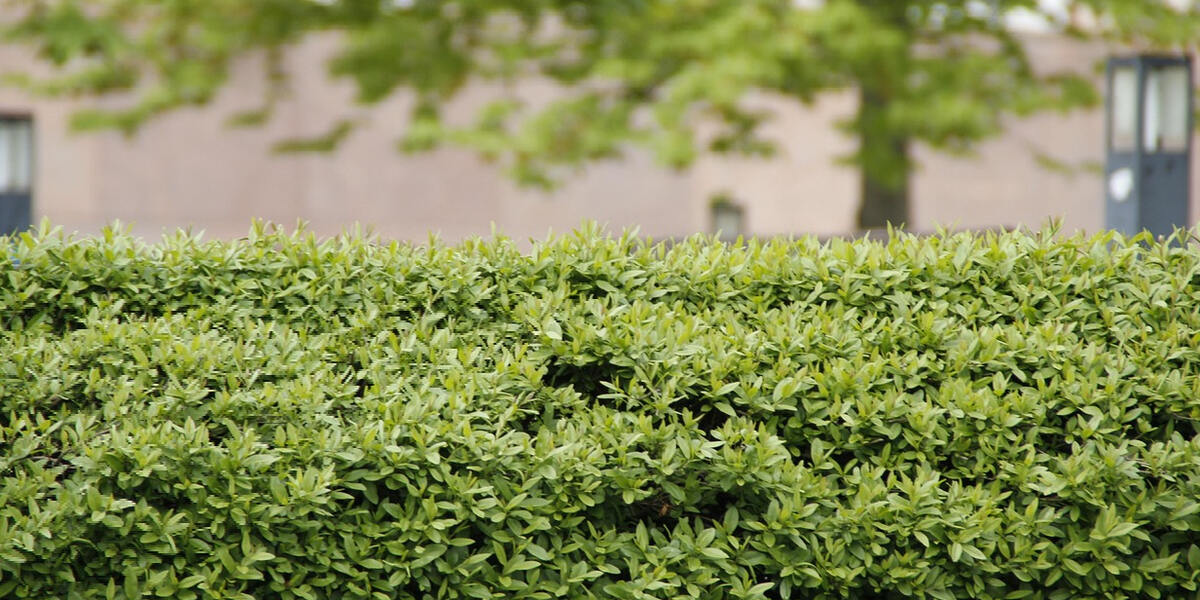 Ärger für Königsbrunn wegen einer Hecke