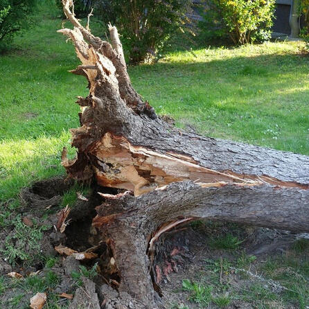 Augsburgs seltene Kiefernwälder am Lech werden mit Samen aus dem Allgäu gedopt