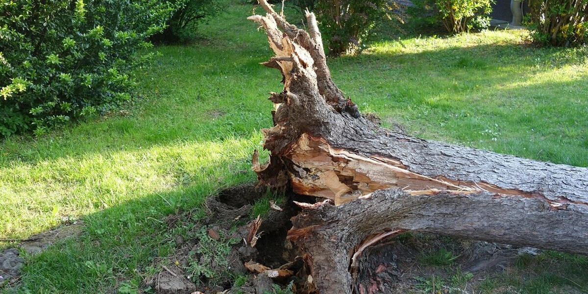 Augsburgs seltene Kiefernwälder am Lech werden mit Samen aus dem Allgäu gedopt