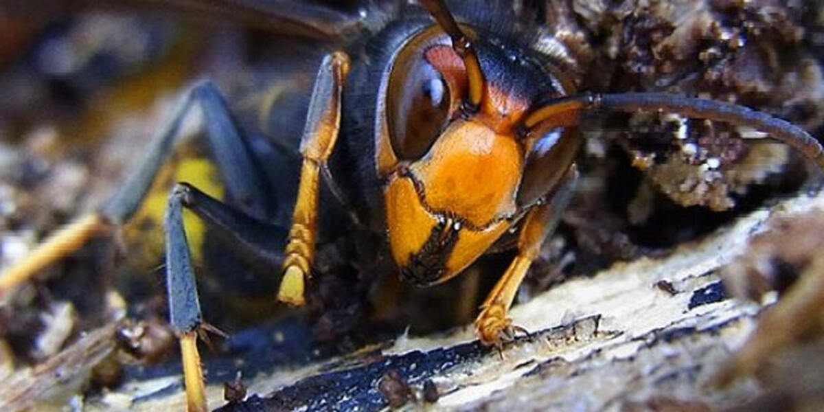 Asiatische Hornisse auf dem Vormarsch - Stadt Augsburg warnt vor gefährlichem Insekt
