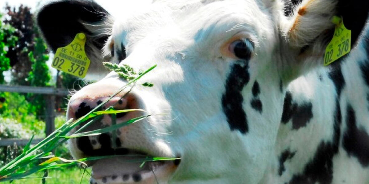Tierhaltungsverbot für mutmaßlichen Skandal-Landwirt aus Bad Grönenbach?