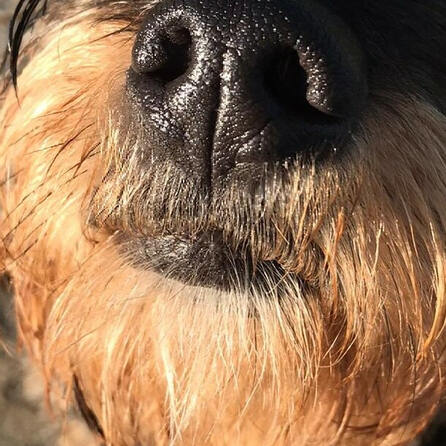 "Erste Hilfe am Hund": Neuer Spezialkurs des BRK Augsburg