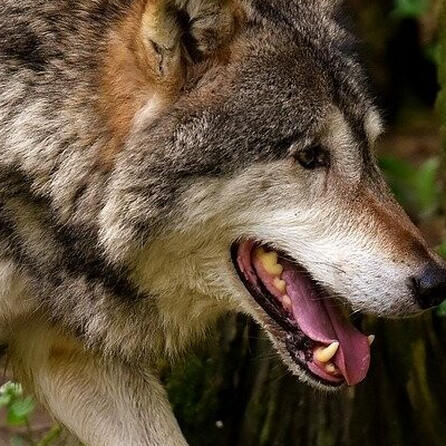 Wolfssichtung in Buxheim bestätigt 