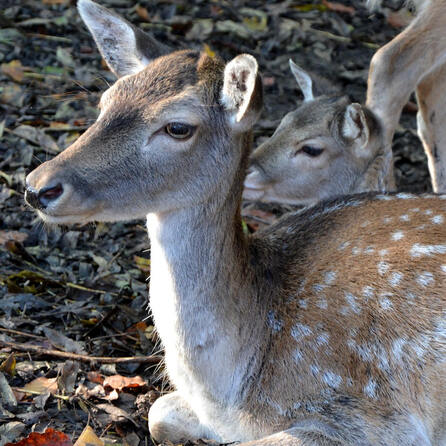 Wildtierschutz im Augsburger Stadtwald: Brut- und Setzzeit beachten