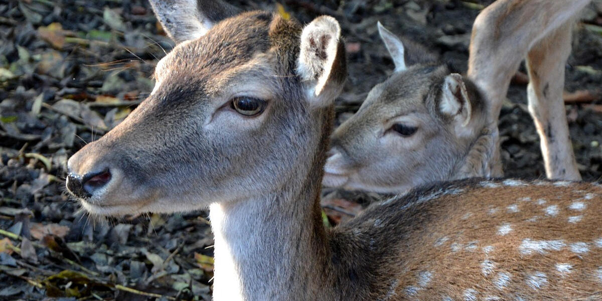 Wildtierschutz im Augsburger Stadtwald: Brut- und Setzzeit beachten