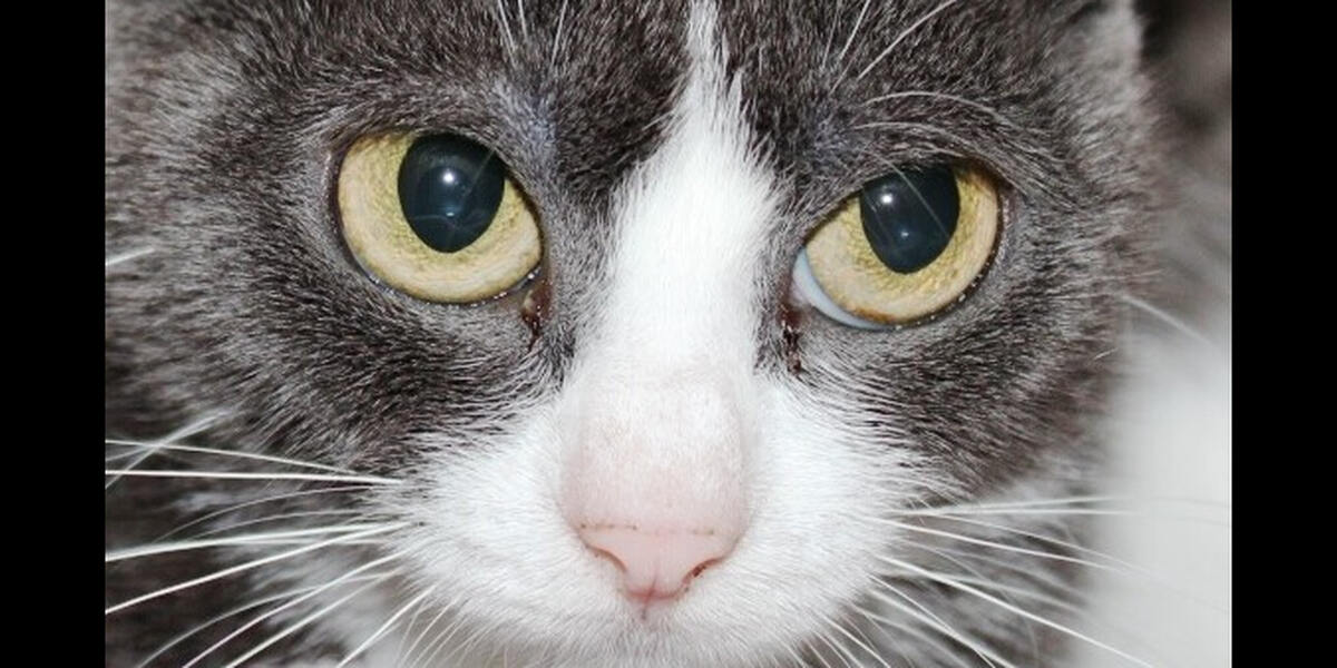 Katze in Buch verletzt - angeschossen?