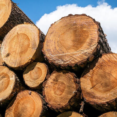 Überdimensionaler Holzpenis jetzt auch in Schwabmünchen