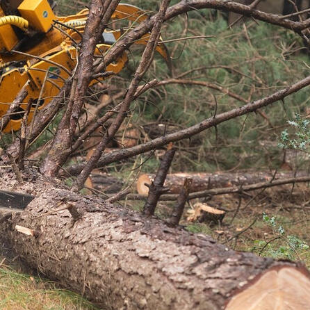 Brauchtum oder einfach Diebstahl? Siegertshofen und Langenneufnach liegen im Maibaum-Streit
