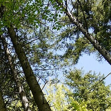 Das Holz ist morsch: Freilichtbühne in Diedorf-Anhausen muss weg