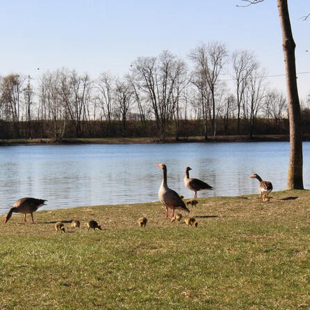 Nach Irrflug: Erfolgreiche Gänsefamilienrettung in Buxheim