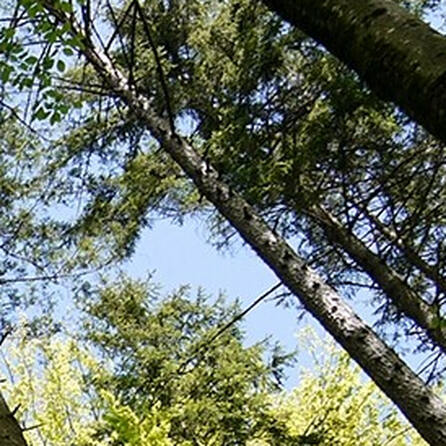 Augsburg bekommt einen Naturfriedhof