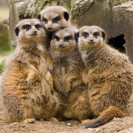 Zoo Augsburg: Spatenstich für das Himalaya-Land