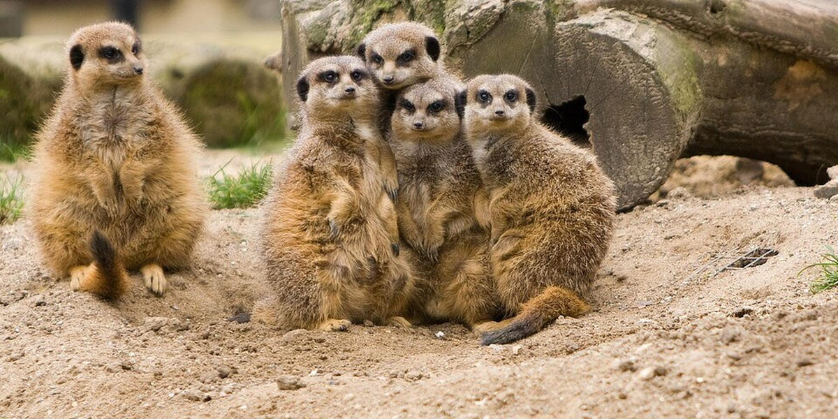 Zoo Augsburg: Spatenstich für das Himalaya-Land
