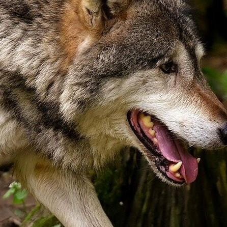 Streit über den Umgang mit dem Wolf im Allgäu