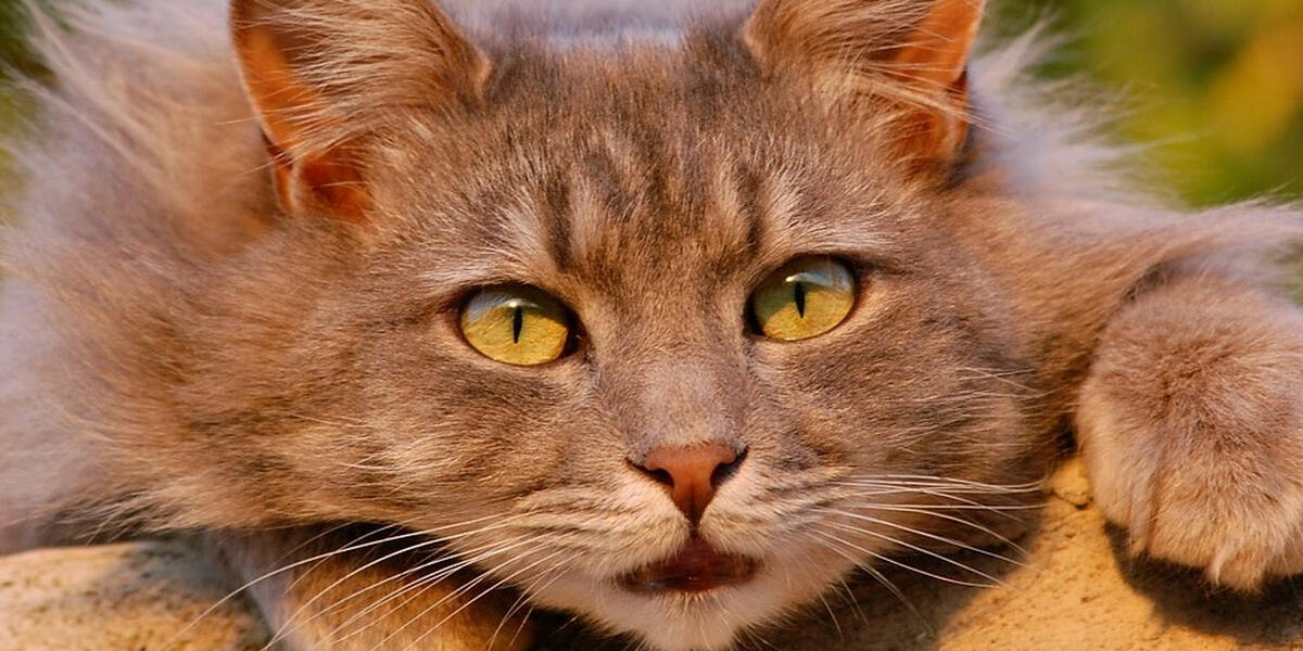 Augsburger Amtsgericht: Tierquälerei an Kater