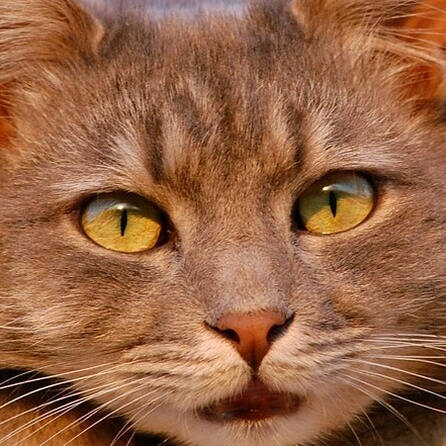 Kater Felix starb qualvoll: Amtsgericht Augsburg verurteilt Halterin zu hoher Geldstrafe